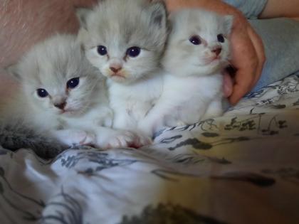 Süße Ragdoll Kitten suchen ein neues Zuhause