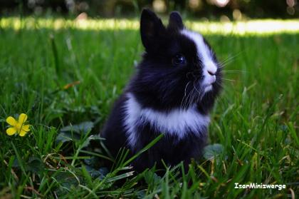 Echte Minis!! Zwergkaninchen Farbenzwerge Löwenköpfchen und reine Satins vom Hob