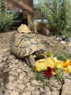 Griechische Landschildkröten THB suchen ein neues Zuhause