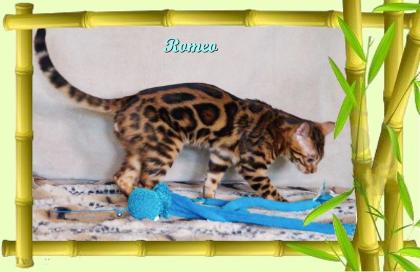 Exklusiver und pfiffiger Bengal Kater, Donat Rosetten, Eyecatcher, unkastriert!