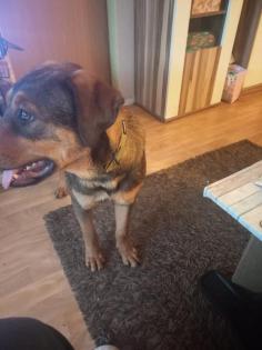 Rottweiler
