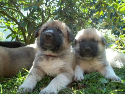 Kangal   germanischer Bärenhund Welpen