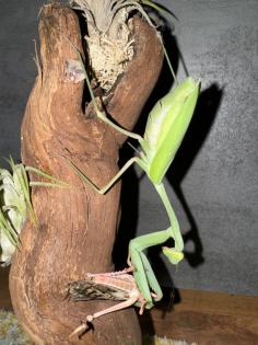 Indische Riesengottesanbeterin / hierodula membranacea / Mantiden