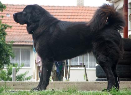 Tibet Dogge Welpen mit FCI-Papieren2021