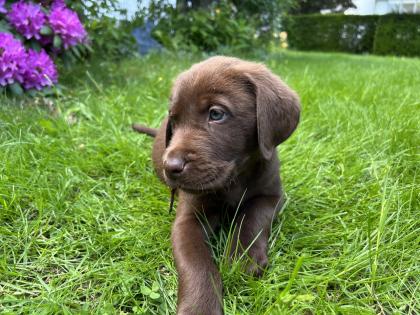 Reinrassiger Labrador Welpe Abgabebereit