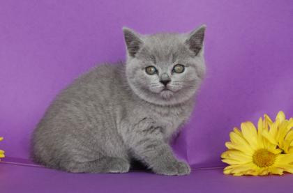 Bezaubernde Kartäuserbärchen! Britisch Kurzhaar Babys blau und lilac