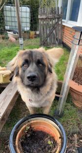 Süße Leonberger/Germanischer Bärenhund Welpen