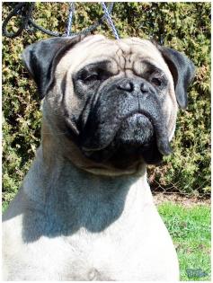 Reinrassige Bullmastiff Welpen von Championeltern 