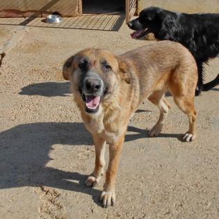 Lola sucht ein Zuhause