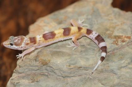 Leopardgecko Super Giant 0.1