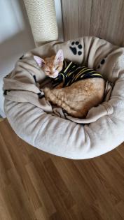 Devon Rex Kater Amour (10 Monate, kastriert) - verspielt und sehr liebevoll