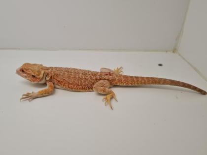 Seltene rote Bartagamen Pogona Vitticeps zu kaufen