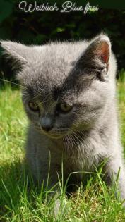 Bkh Kitten Geschwisterpäärchen suchen zusammen ein libes Nest