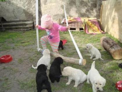 Süße Labradorwelpen suchen ein Zuhause!