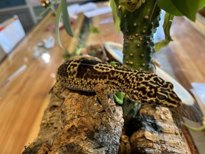 Leopardgecko, 1.0 Black Night