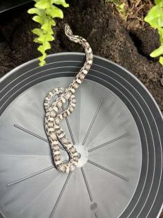 3 Kornnattern (+2m x 80cm x 80cm Terrarium bei Bedarf)