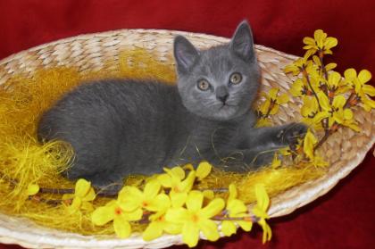 Reinrassige Chartreux Kitten (Weibchen)