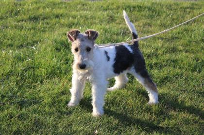 Drahthaar Foxterrier Welpe. Hündin.