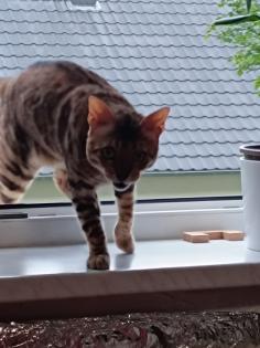 Bengal Kater  3jahre alt