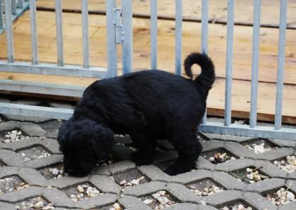 Wurfankündigung Riesenschnauzer Welpen M-Wurf m.Papieren