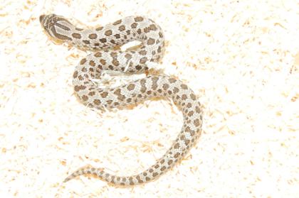 Hakennasennattern - Hognose - Heterodon