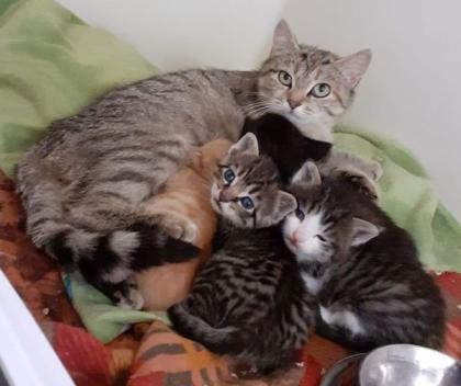 Kitten suchen liebevolles Zuhause! ( aus dem Tierschutz)