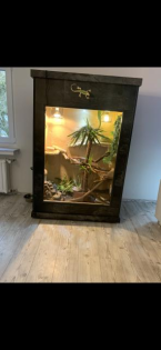 Grüner Leguan mit hochwertig verkleidetem Terrarium 