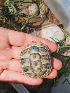 Griechische Landschildkröten Nachzuchten 2024, 2024