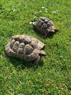 Adulte Griechische Landschildkröten zu verkaufen