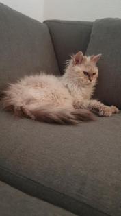 Anhängliches und verschmustes Selkirk Rex Mädchen