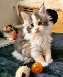 Maine-coon Kitten mit Stammbaum