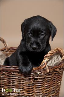 Labradorwelpen aus seriöser Familienzucht  (Schwarze Welpen)