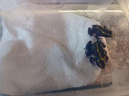 Dendrobates tinctorius nominat 0.3