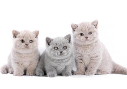 BKH kitten reinrassig, blue, Britisch Kurzhaar