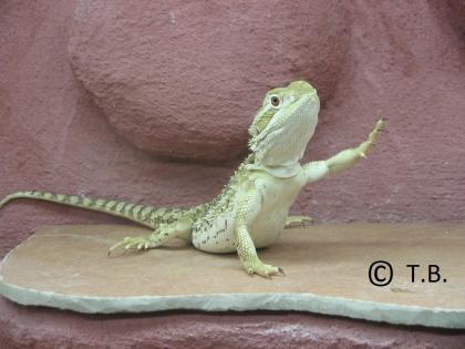 Zwergbartagamen ( Jungtiere ) Pogona Henrylawsoni - Berlin !