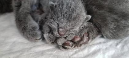 Reinrassige Chartreux Kitten (Weibchen)