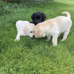 Labrador Welpen suchen ein Zuhause!