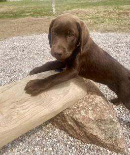 Labrador Welpe Mit Ahnentafel-Duale Linie 