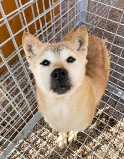 Etsuyo - Shiba Inu Mischling