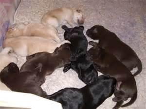 Labrador Retriever Welpen bereit