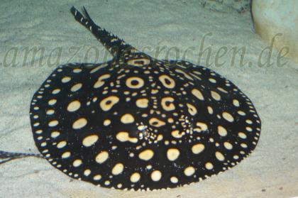 Rochen Leopoldirochen Potamotrygon Leopoldi Black Diamond