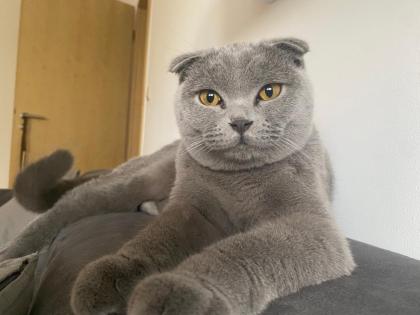 Junge Scottish Fold Katzen (mit Stammbaum)  suchen neues Zuhause