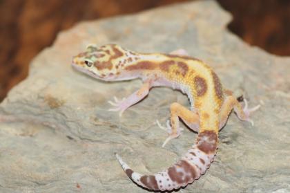 Leopardgecko Super Giant 0.1