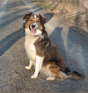 Border Collie Hündin