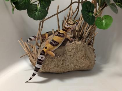Leopardgecko aus Rostock 24.11.2024
