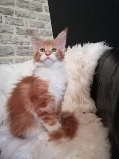 Maine Coon Mädchen mit Stammbaum sucht ab 06.09.2024 ..