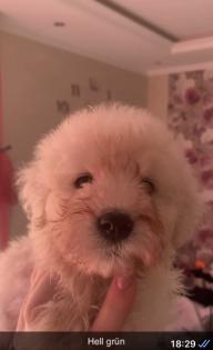 Goldendoodle Medium   Samojede