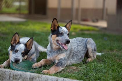 Australian Cattle Dog Rüde