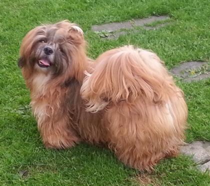 Gold-weisser shihtzu Rüde ( fuer die Ausstellung )