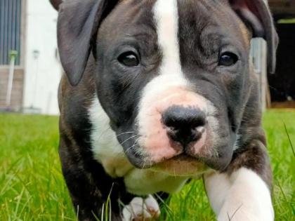 American Bulldog x American Bully XXL Welpe sucht liebevolles Zuhause